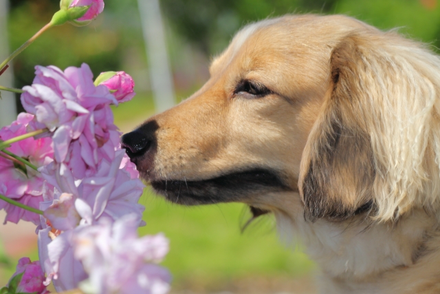 犬で癌検知